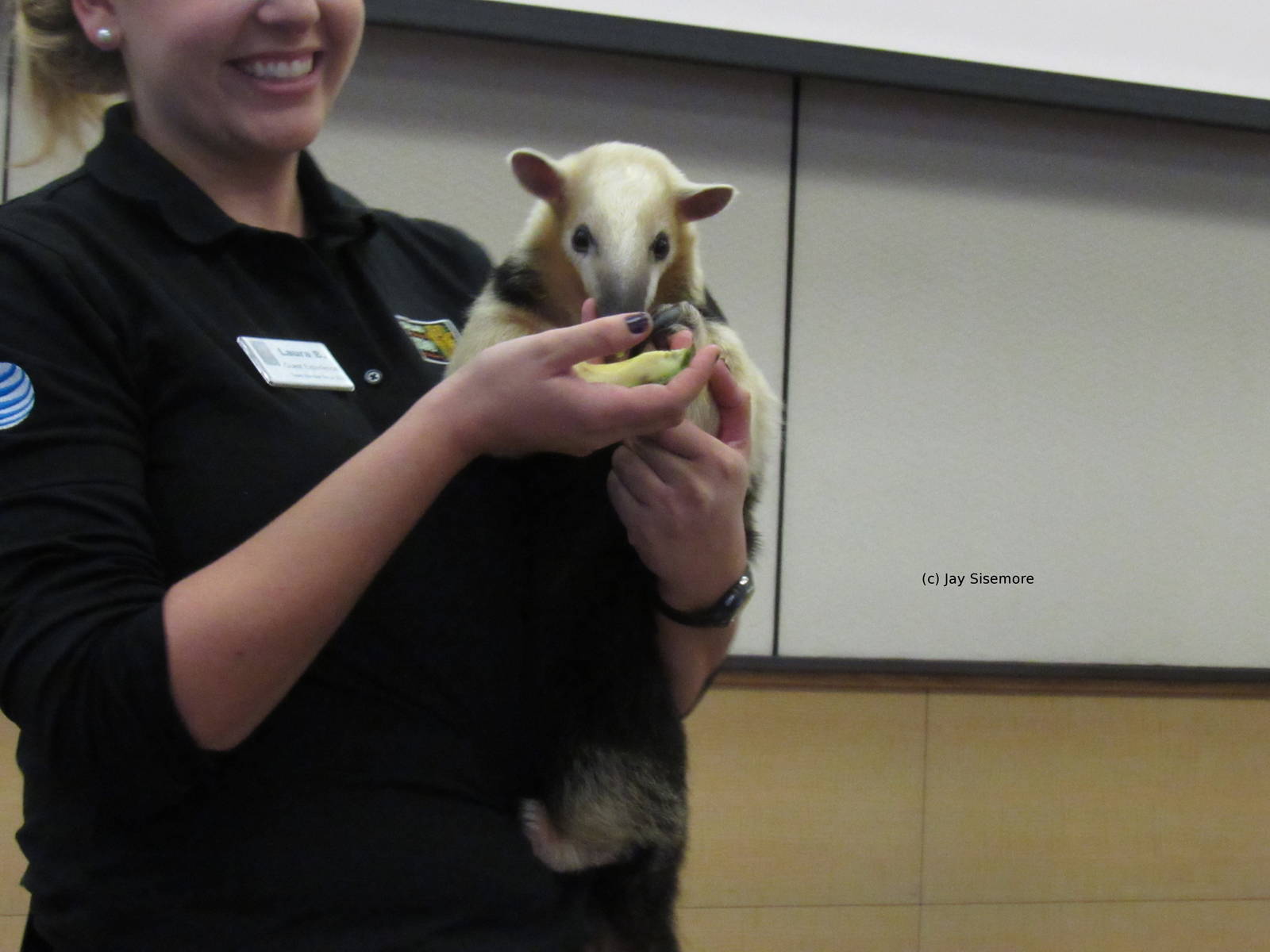 Xena, the Vested Tamandua