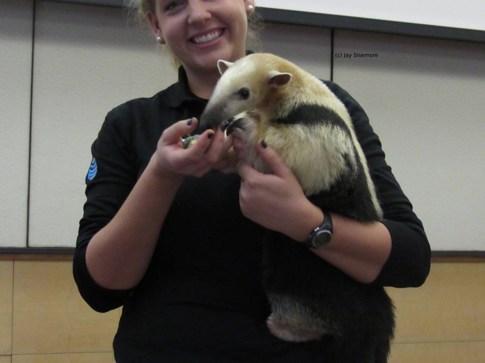 Xena, the Vested Tamandua