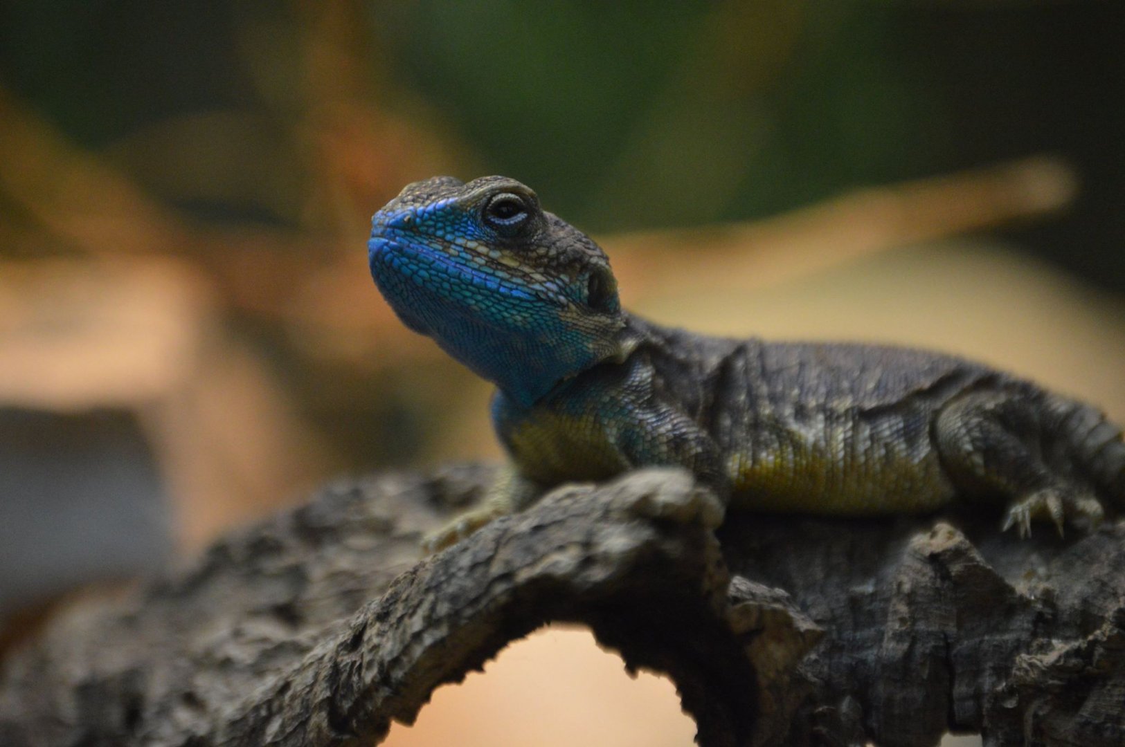 Xenagama taylori