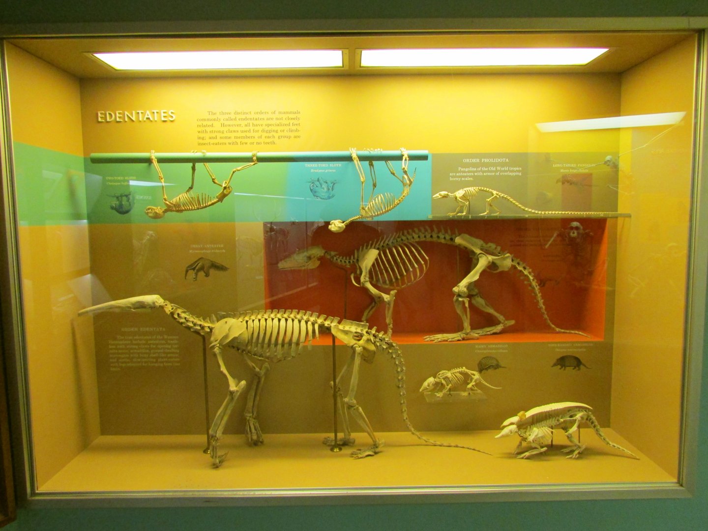 Xenarthran Skeletons