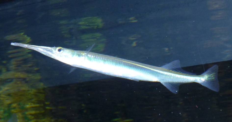 Xenentodon canciloides