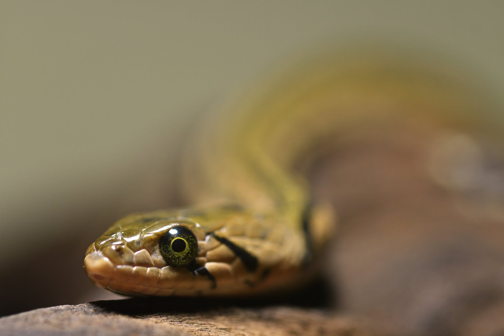 Xenochrophis piscator