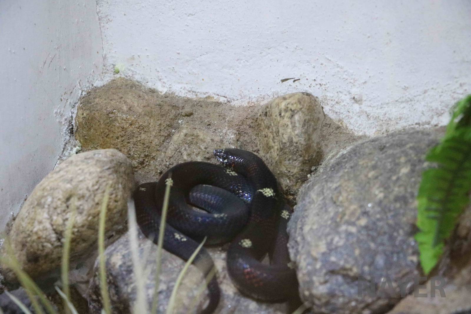 Xenodon pulcher, Serpentario Machaqway - April 2016.