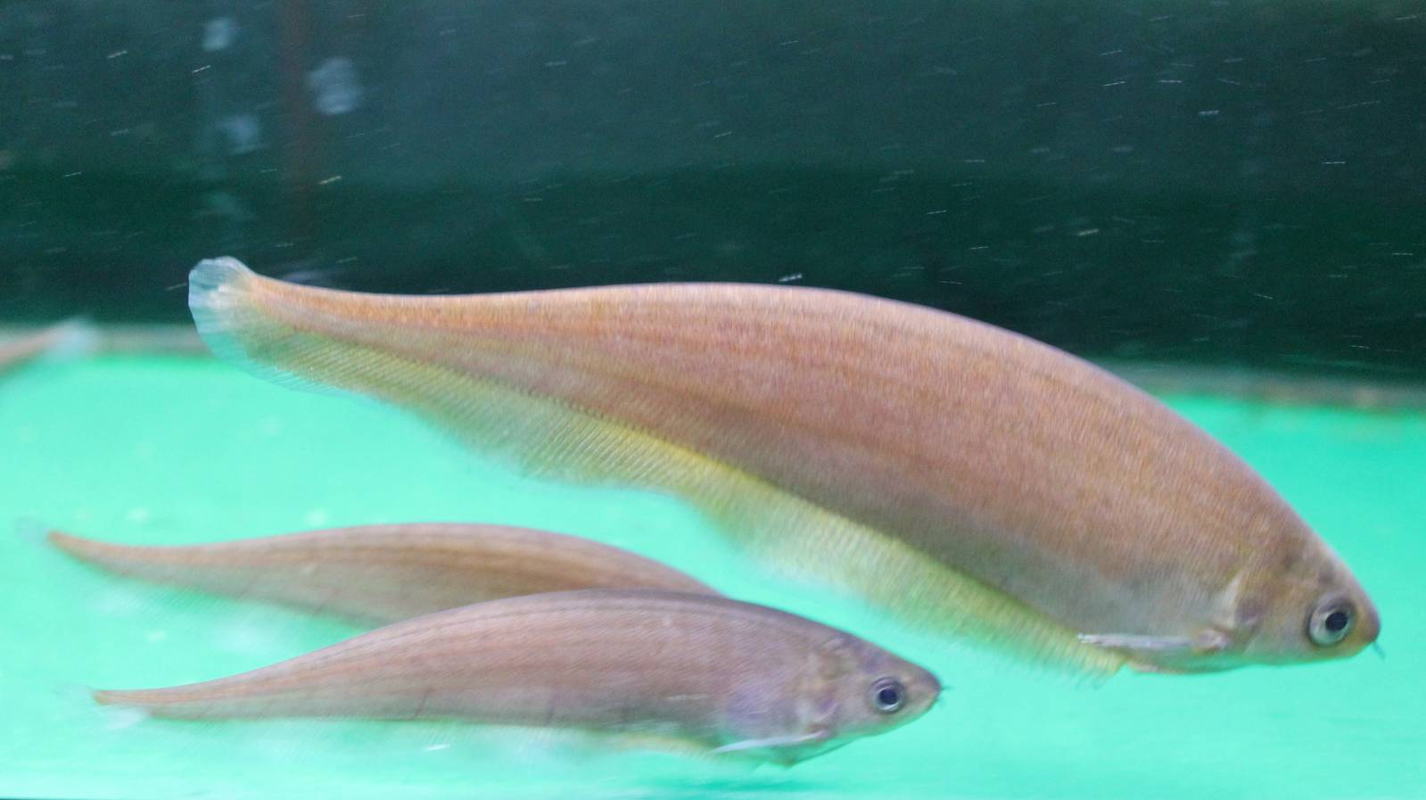 Xenomystus nigri
