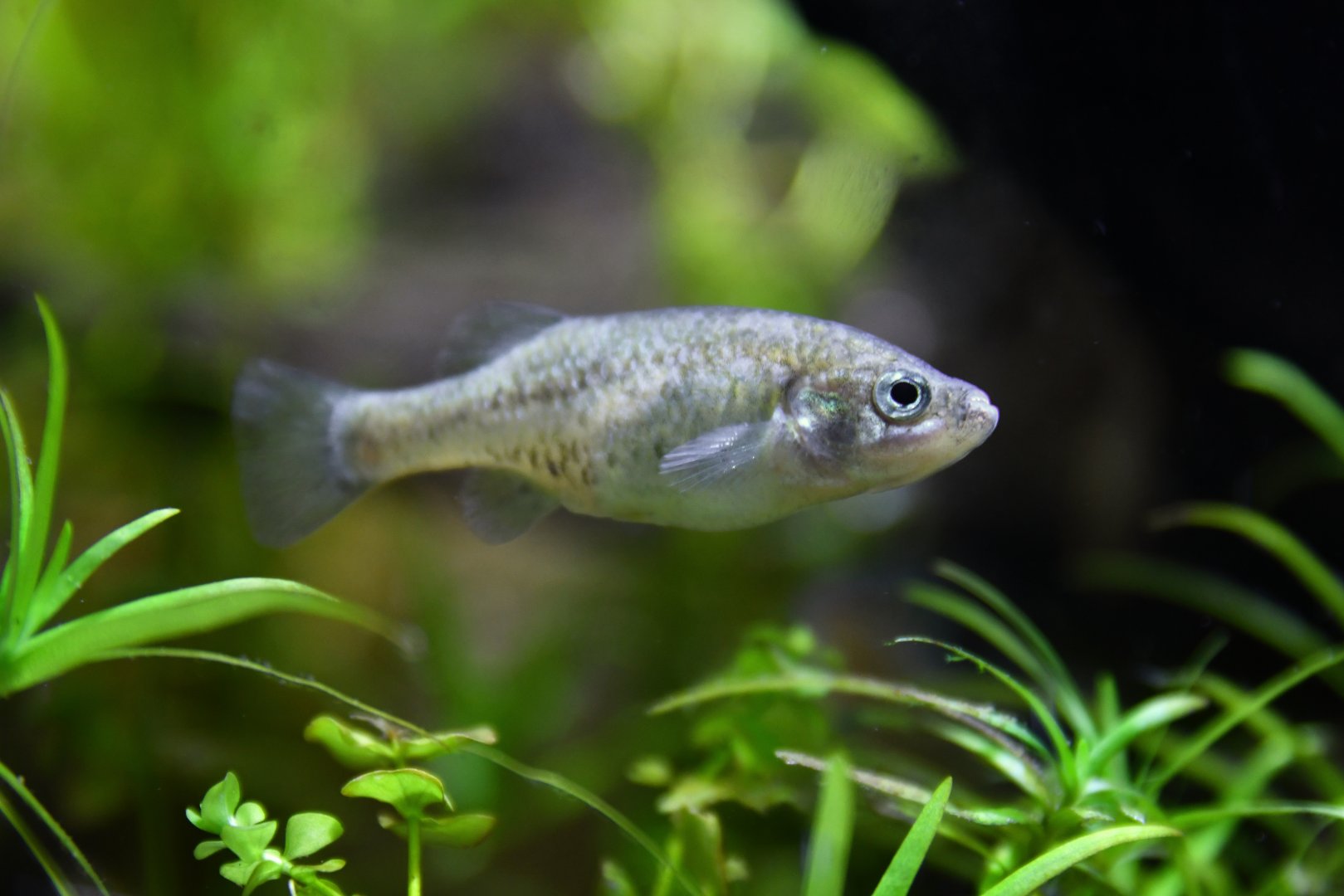 Xenoophorus captivus