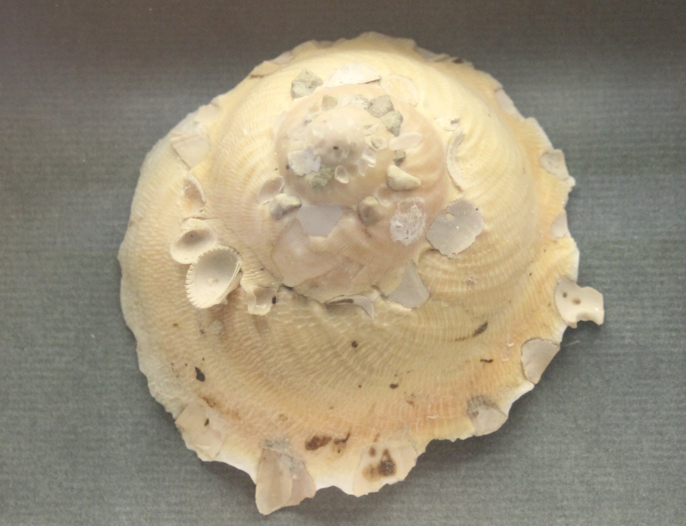 Xenophora with other shells