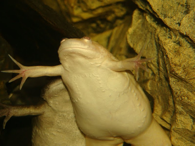 Xenopus laevis