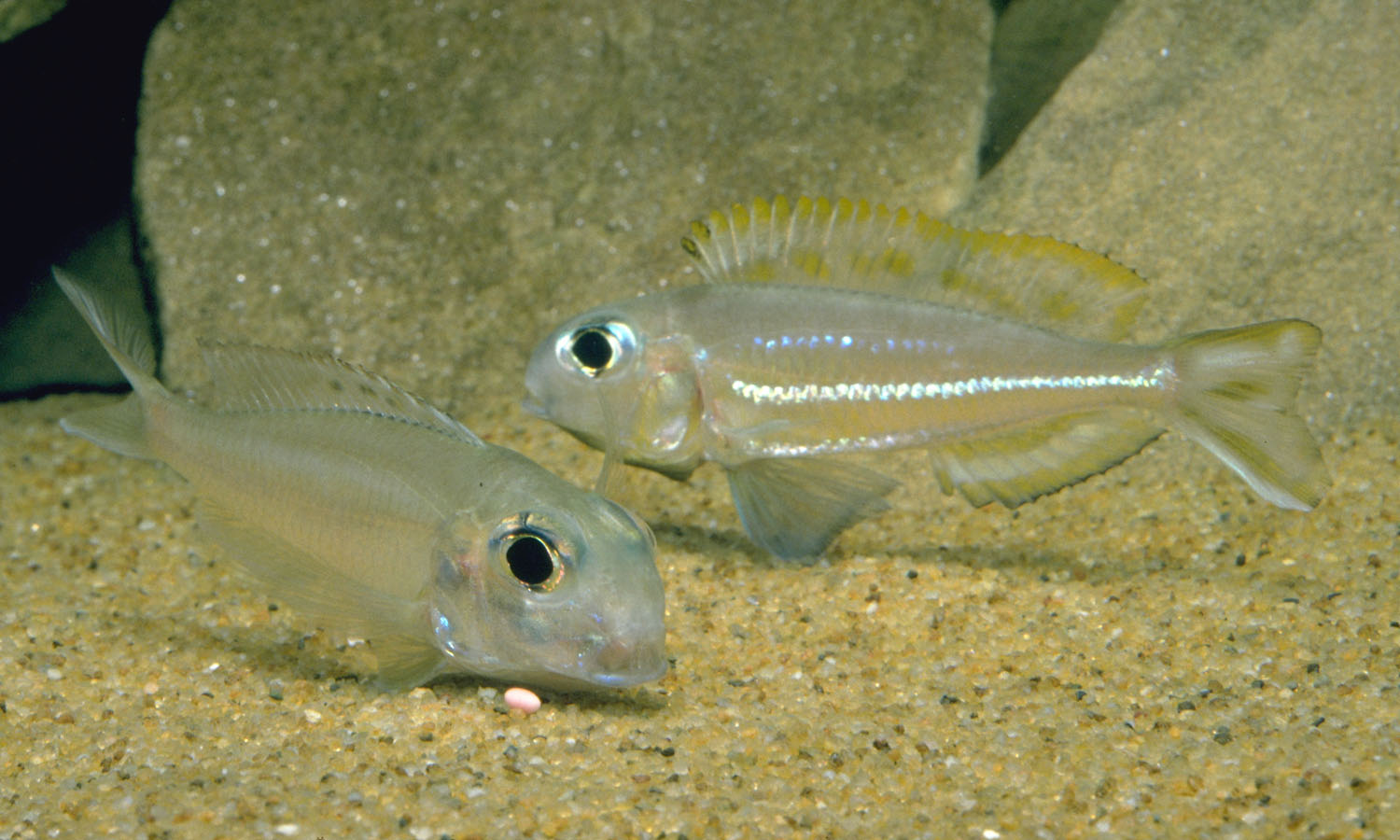 Xenotilapia ornatipinnis pair spawning