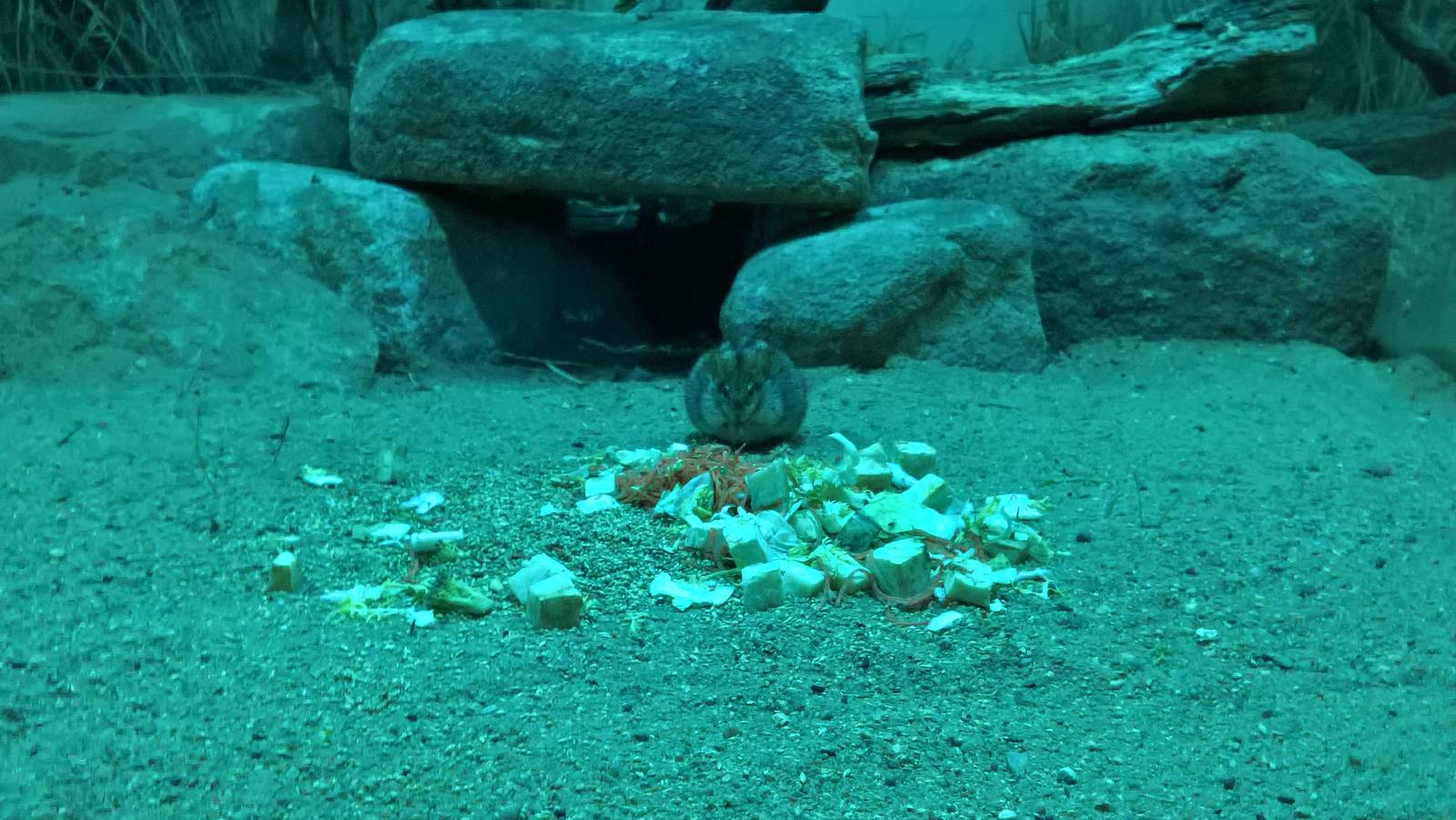 Xeric Four-striped grass mouse