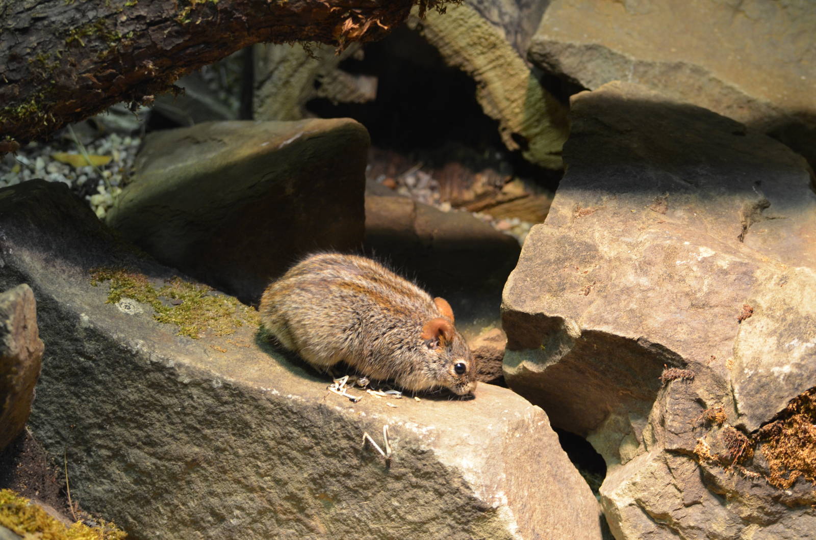Xeric Four-striped grass mouse