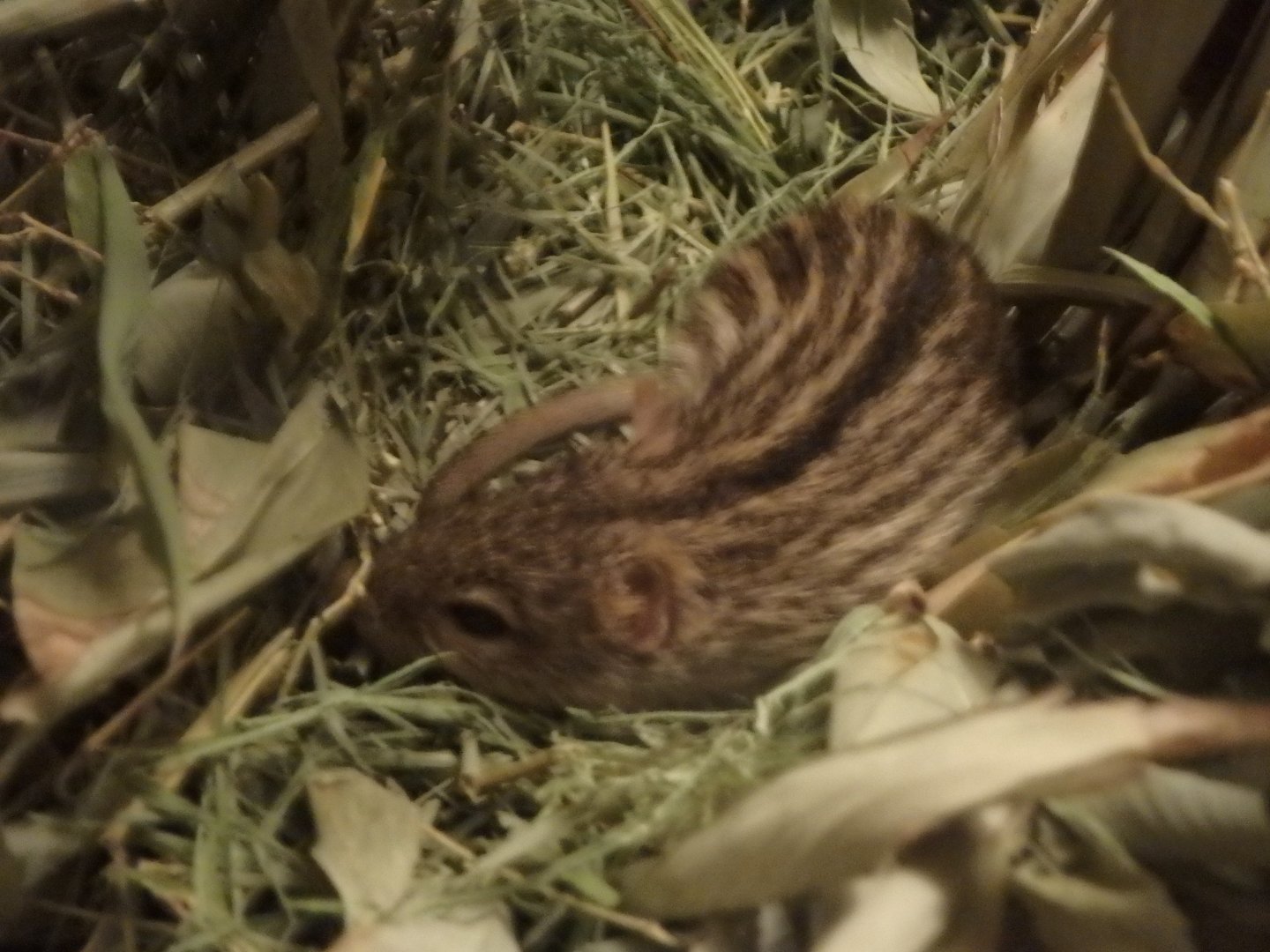 Xeric four-striped grass rat