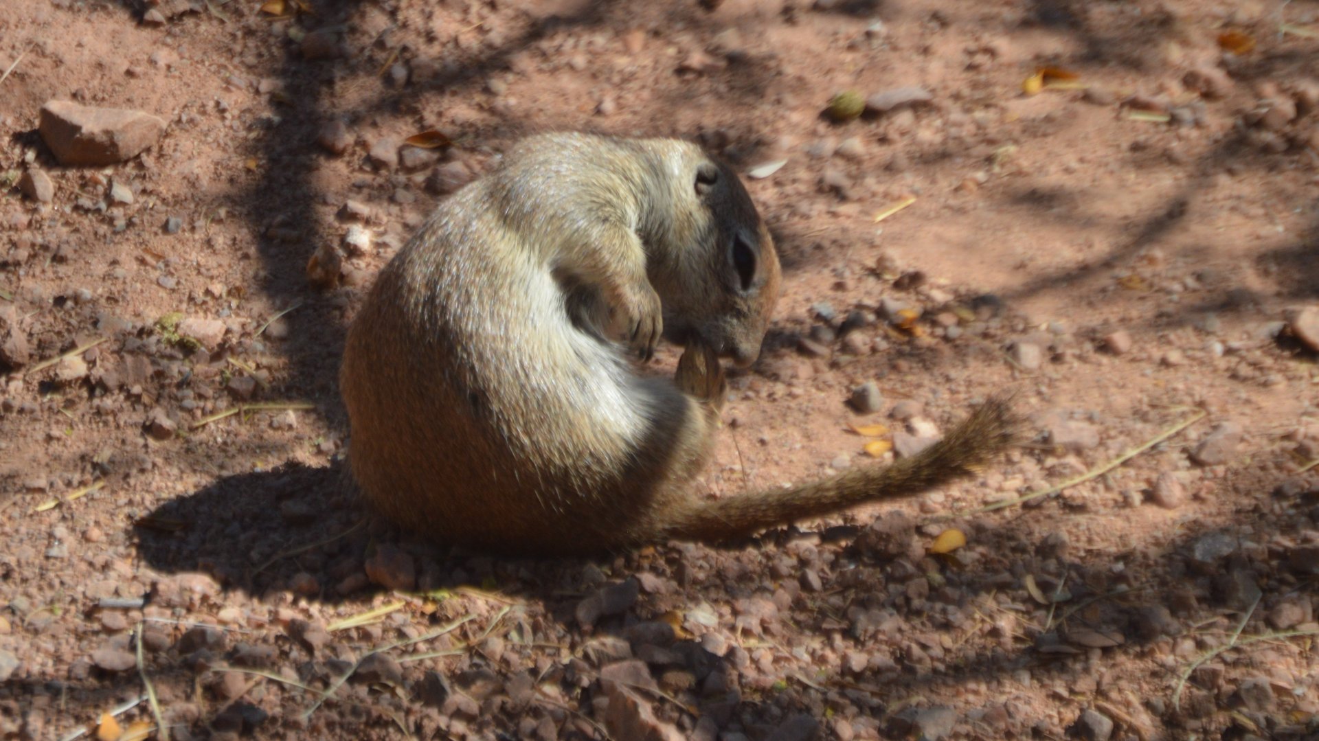 Xerospermophilus tereticaudus neglectus