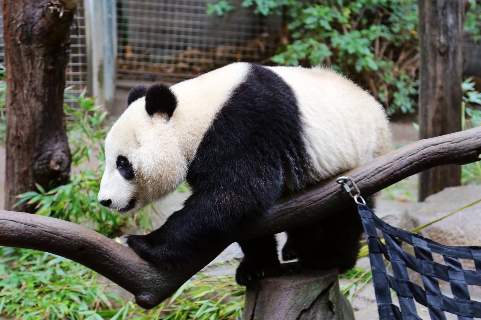 Xiao Liwu the Giant Panda