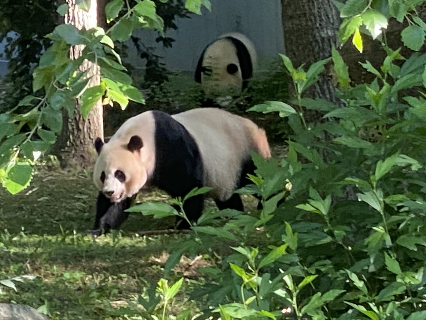 Xiao Qi Ji and Mei Xiang