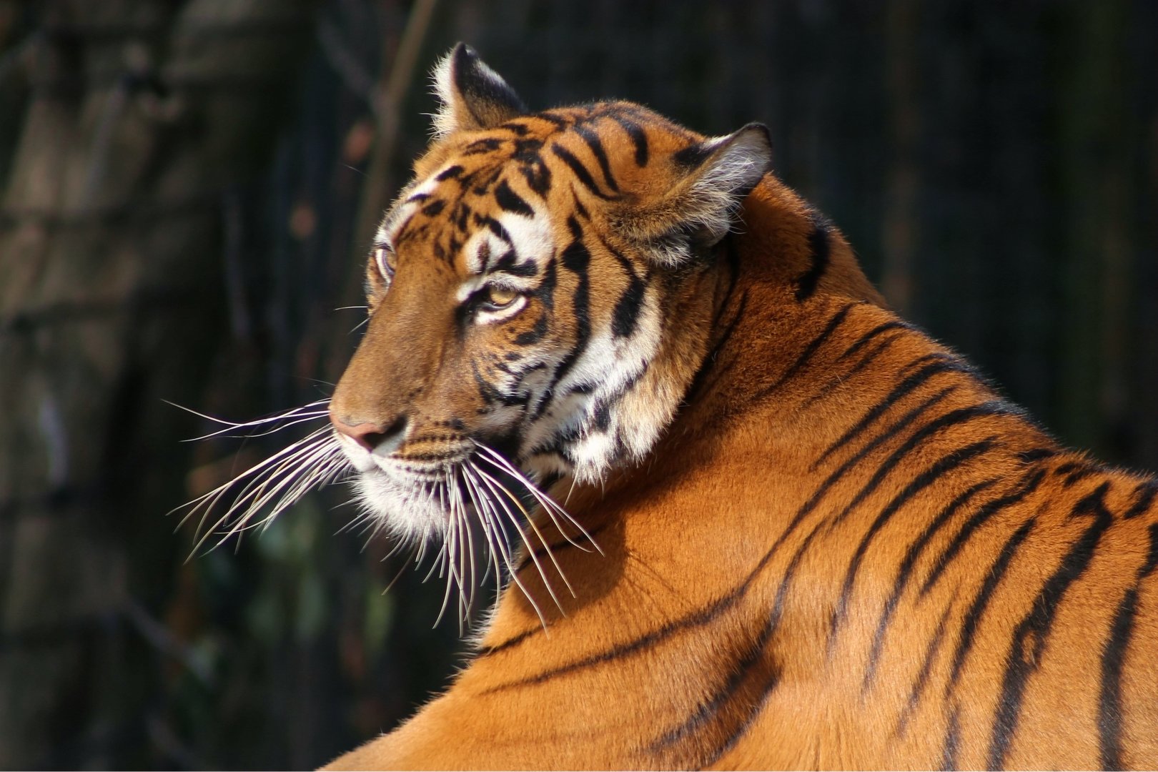 Xiaobin the South China Tiger