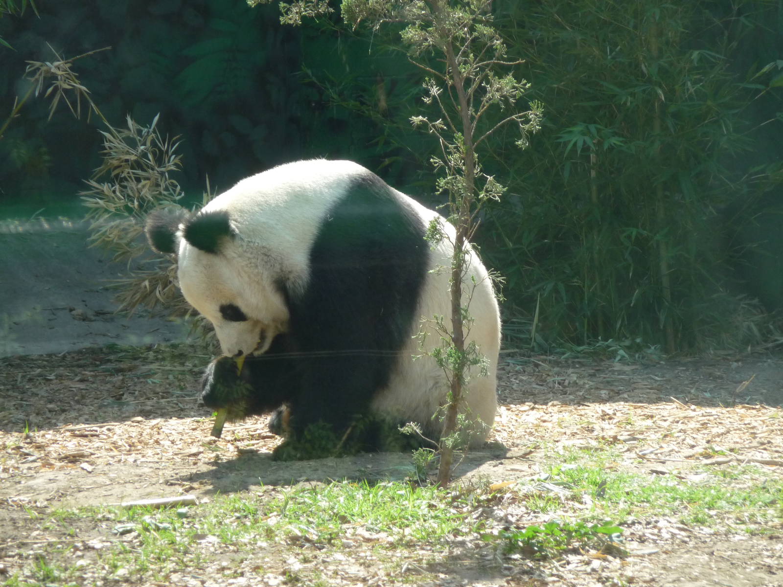 xin hua giant panda chapultepec zoo