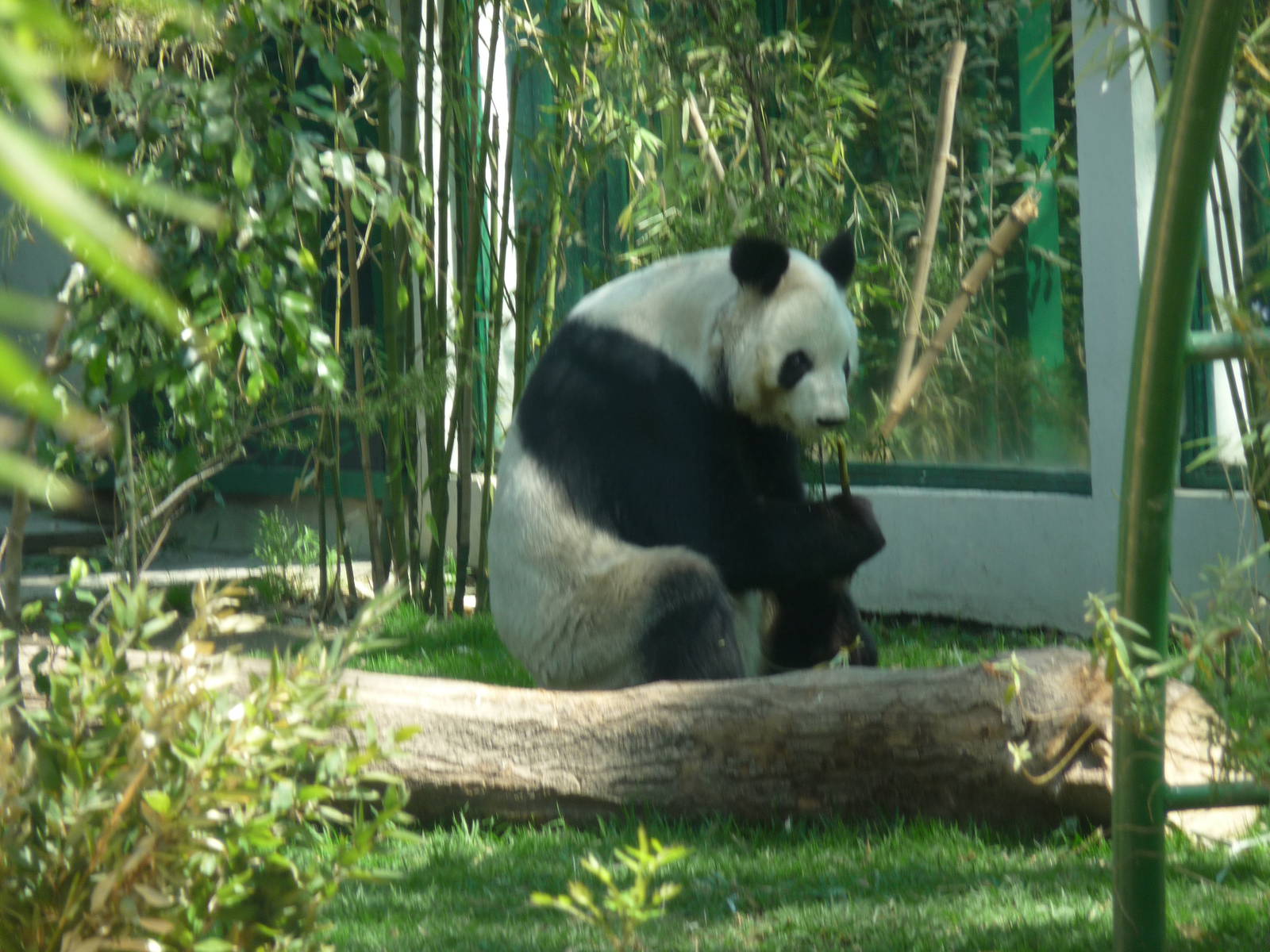 xin xin giant panda chapultepec zoo