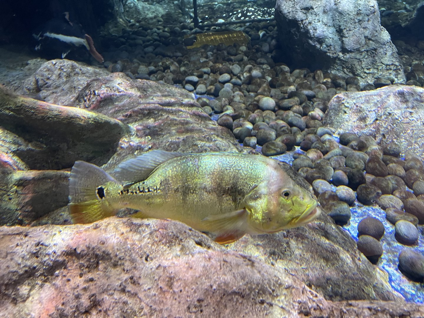 xingu peacock bass (cichla melaniae) - BX Sea