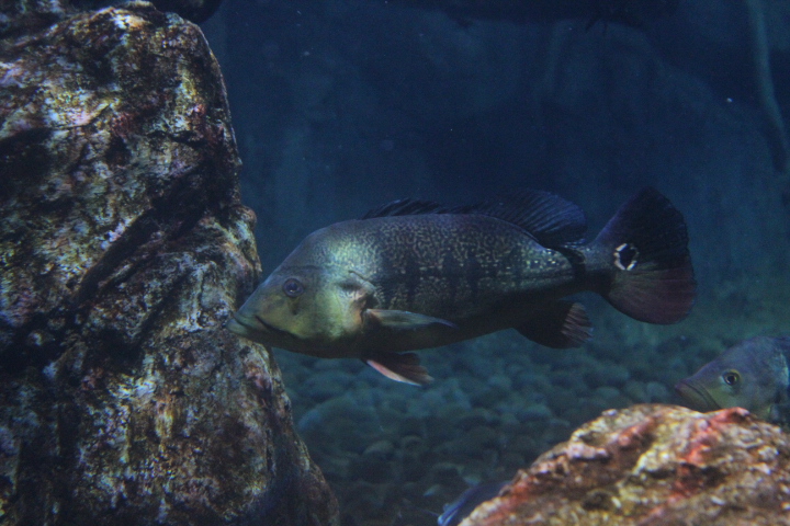 Xingu peacock bass (Cichla melaniae) - BXSea
