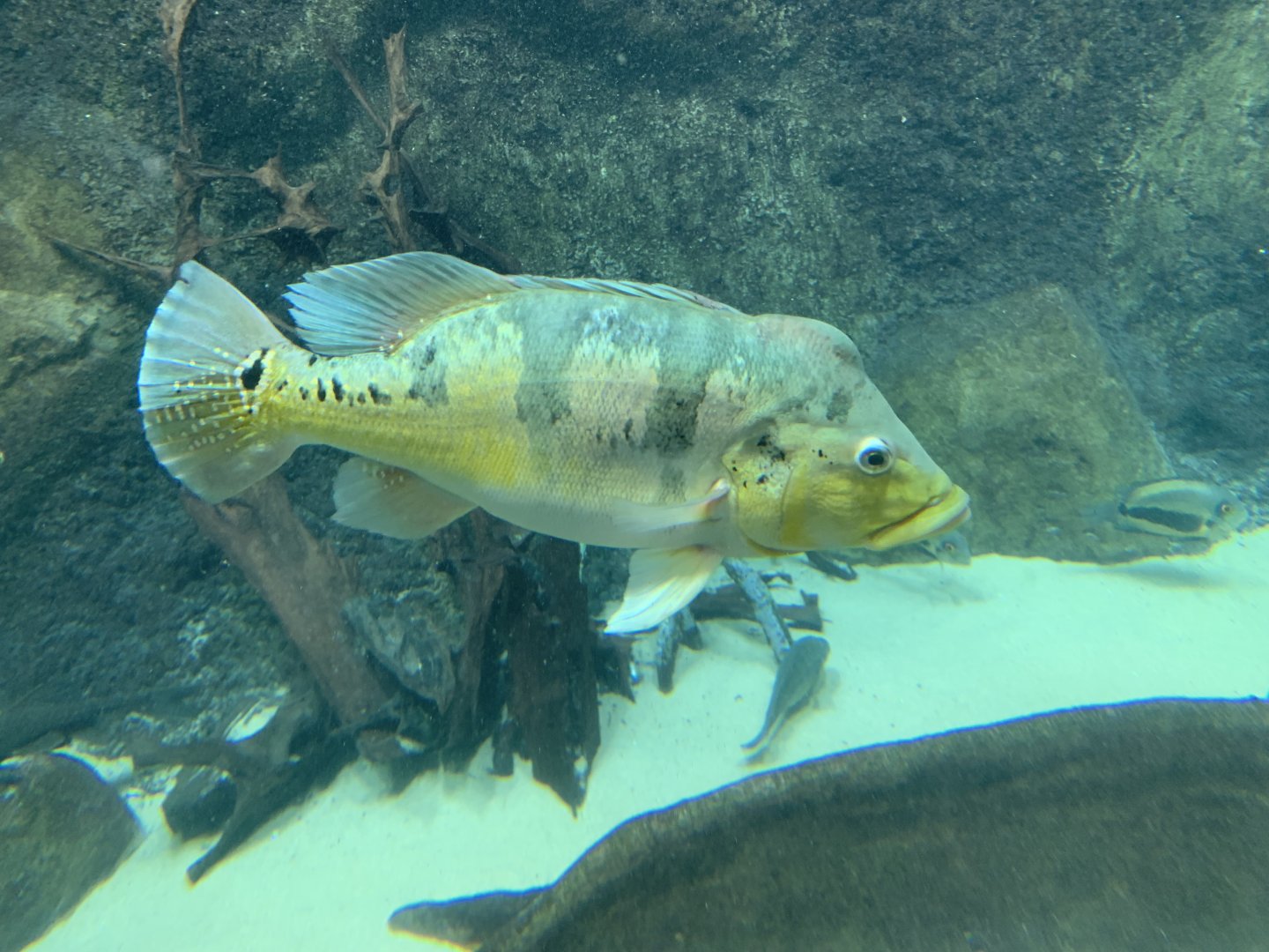 Xingu peacock bass
