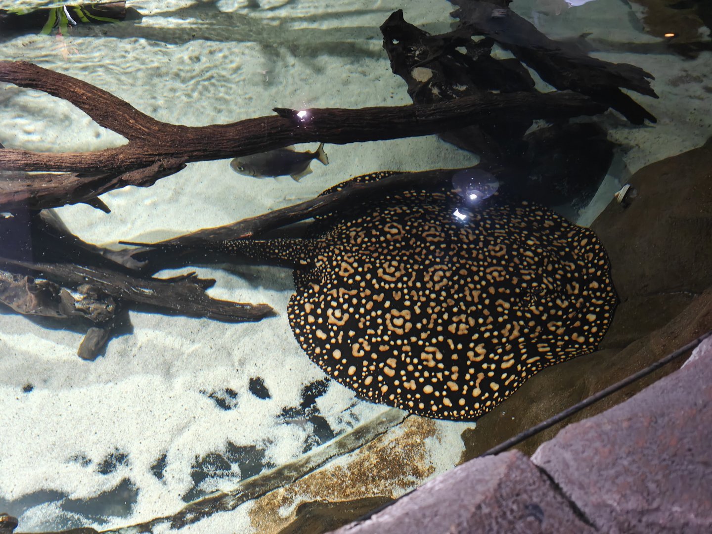 Xingu River Ray Hybrid
