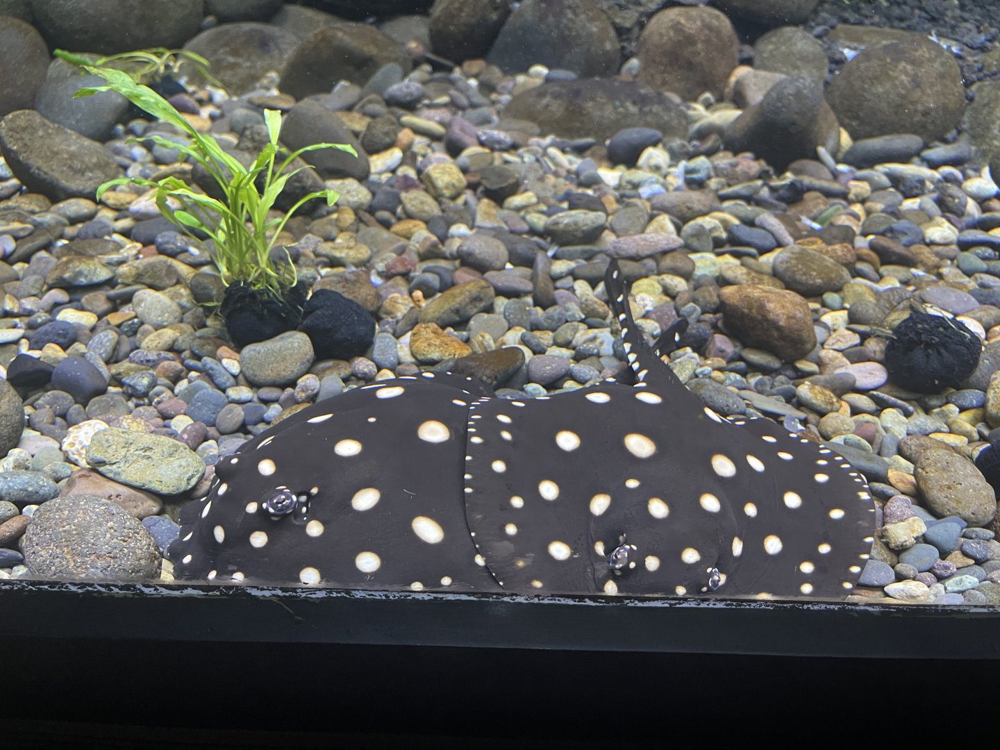 xingu river ray (potamotrygon leopoldi) - dunia air tawar