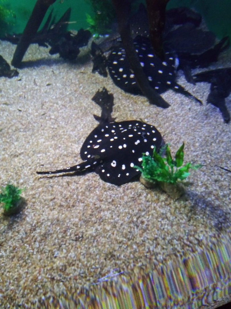 Xingu River Ray (Potamotrygon leopoldi)