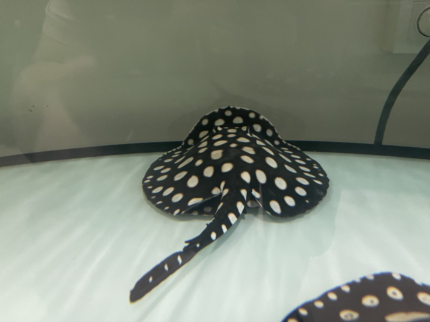 xingu river ray (potamotrygon leopoldi)