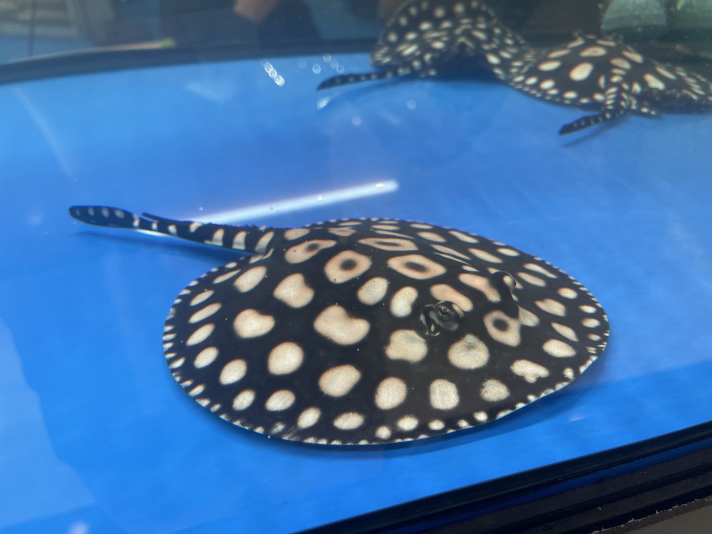 xingu river ray (potamotrygon leopoldi)