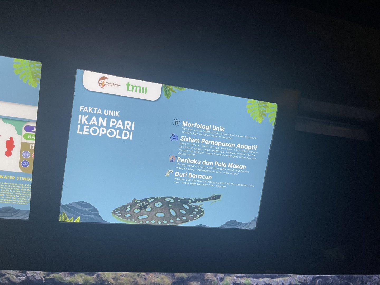 xingu river ray signage (2) - dunia air tawar