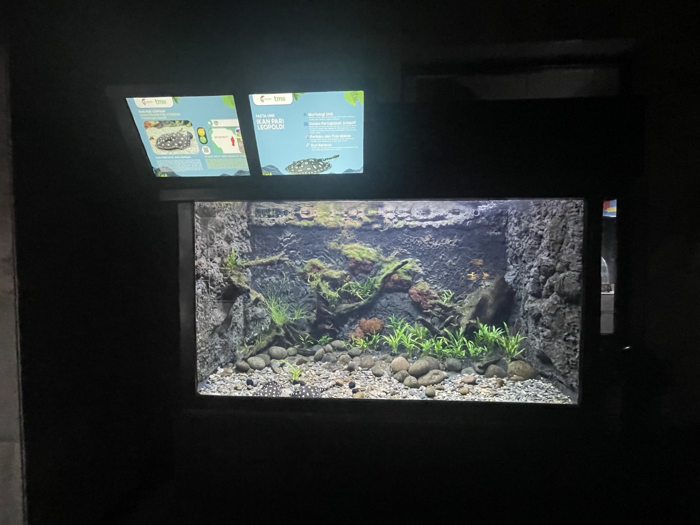 xingu river ray tank - dunia air tawar