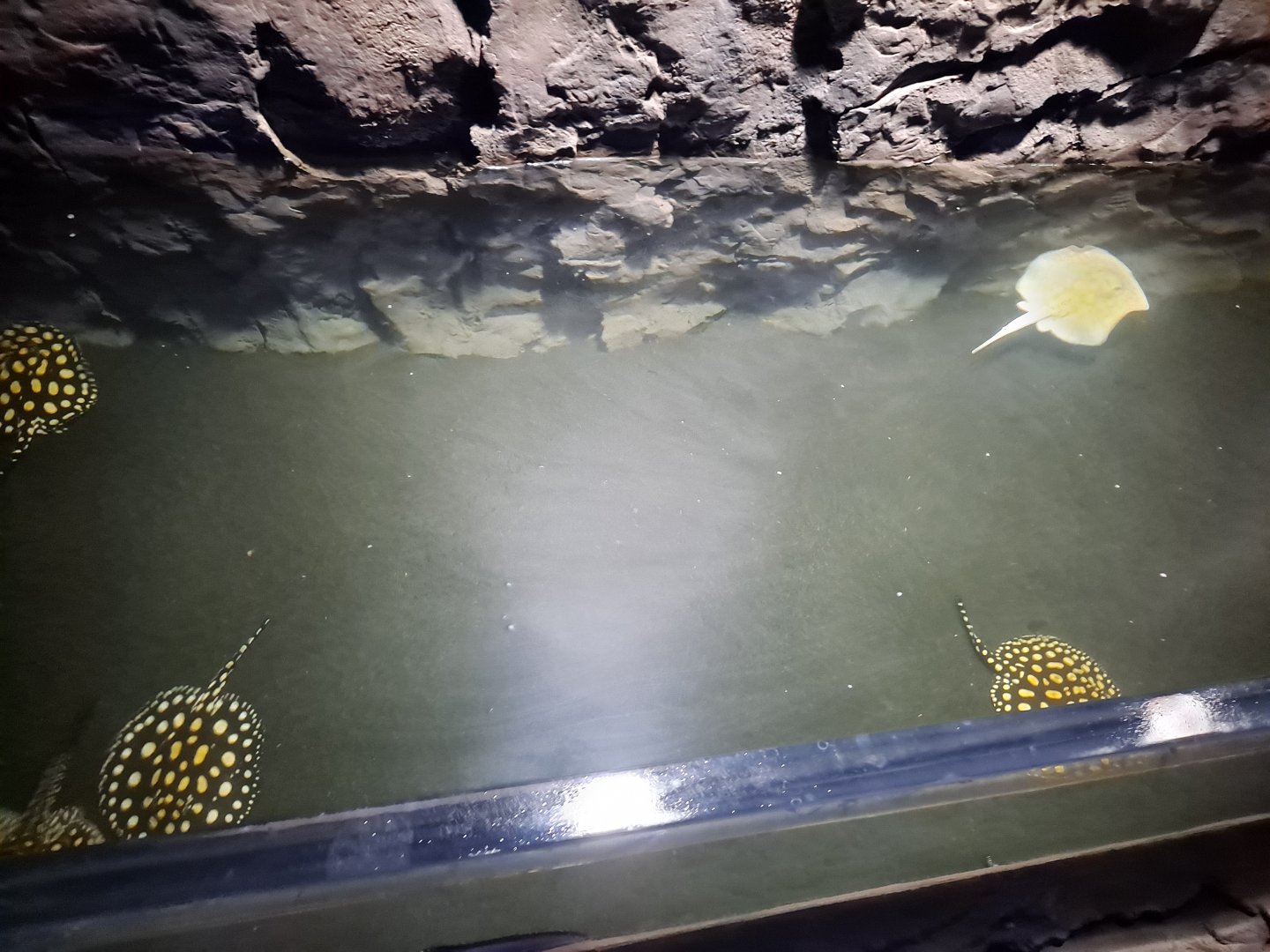 Xingu River Rays (4/19/25)