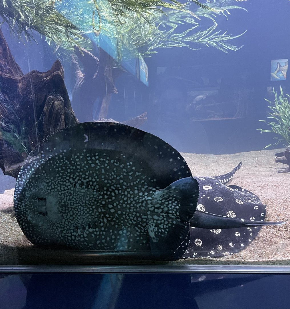 Xingu River stingray (Potamotrygon leopoldi)