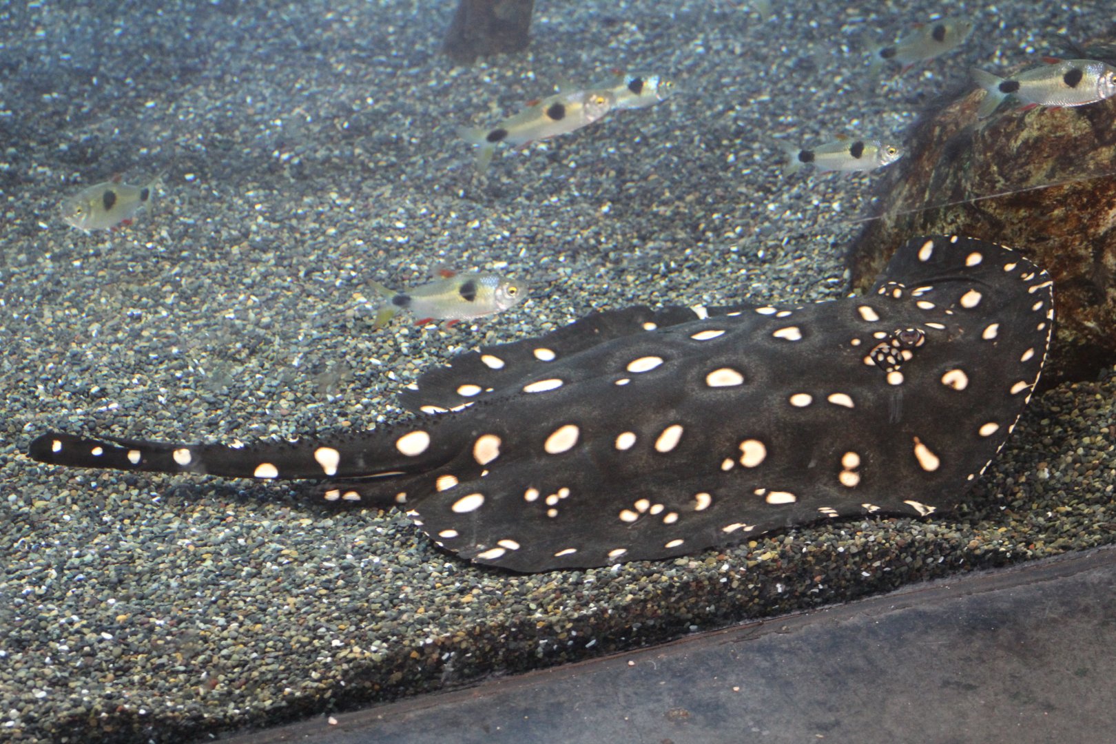 Xingu River Stingray & Tetras