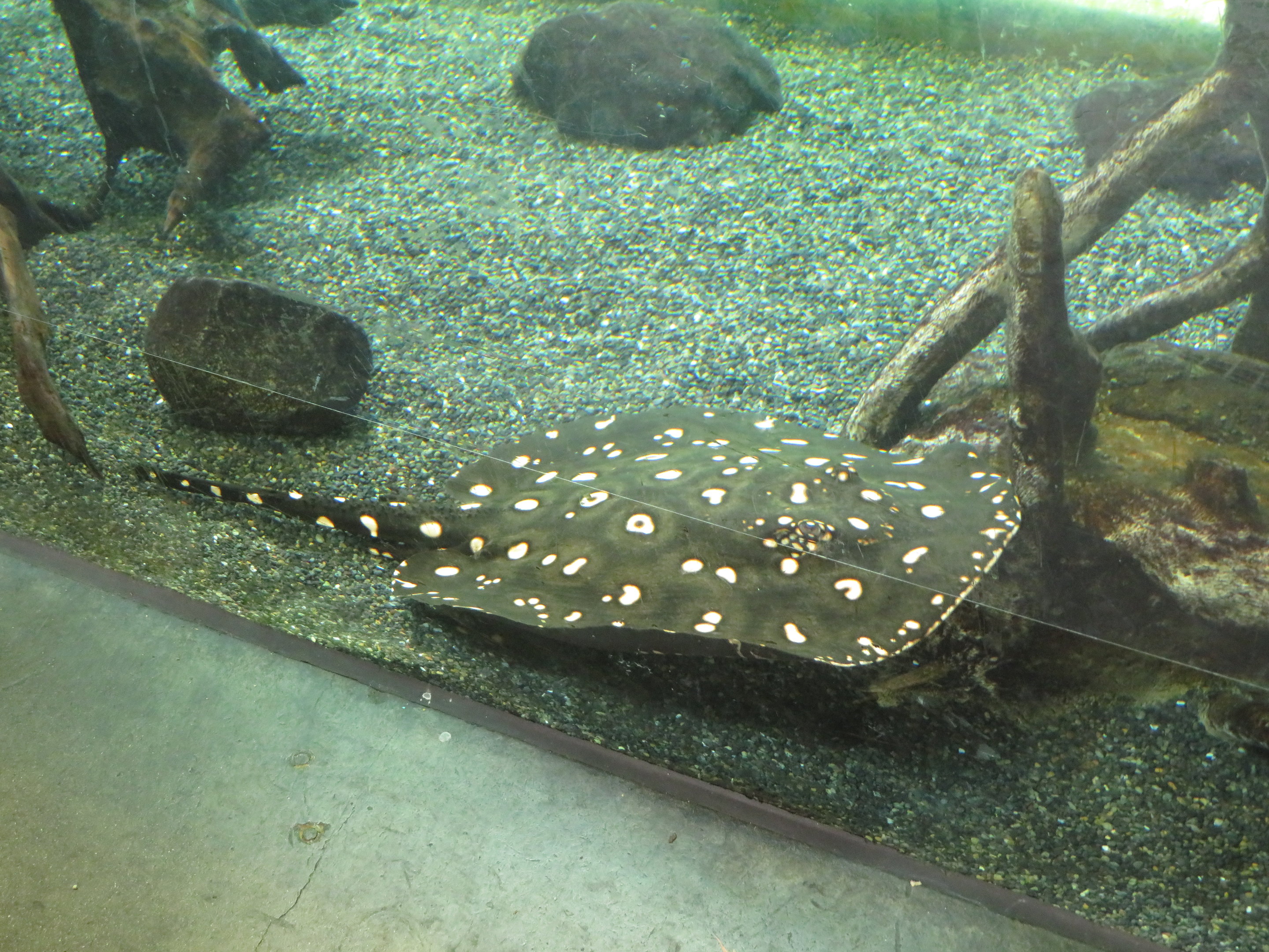Xingu River Stingray