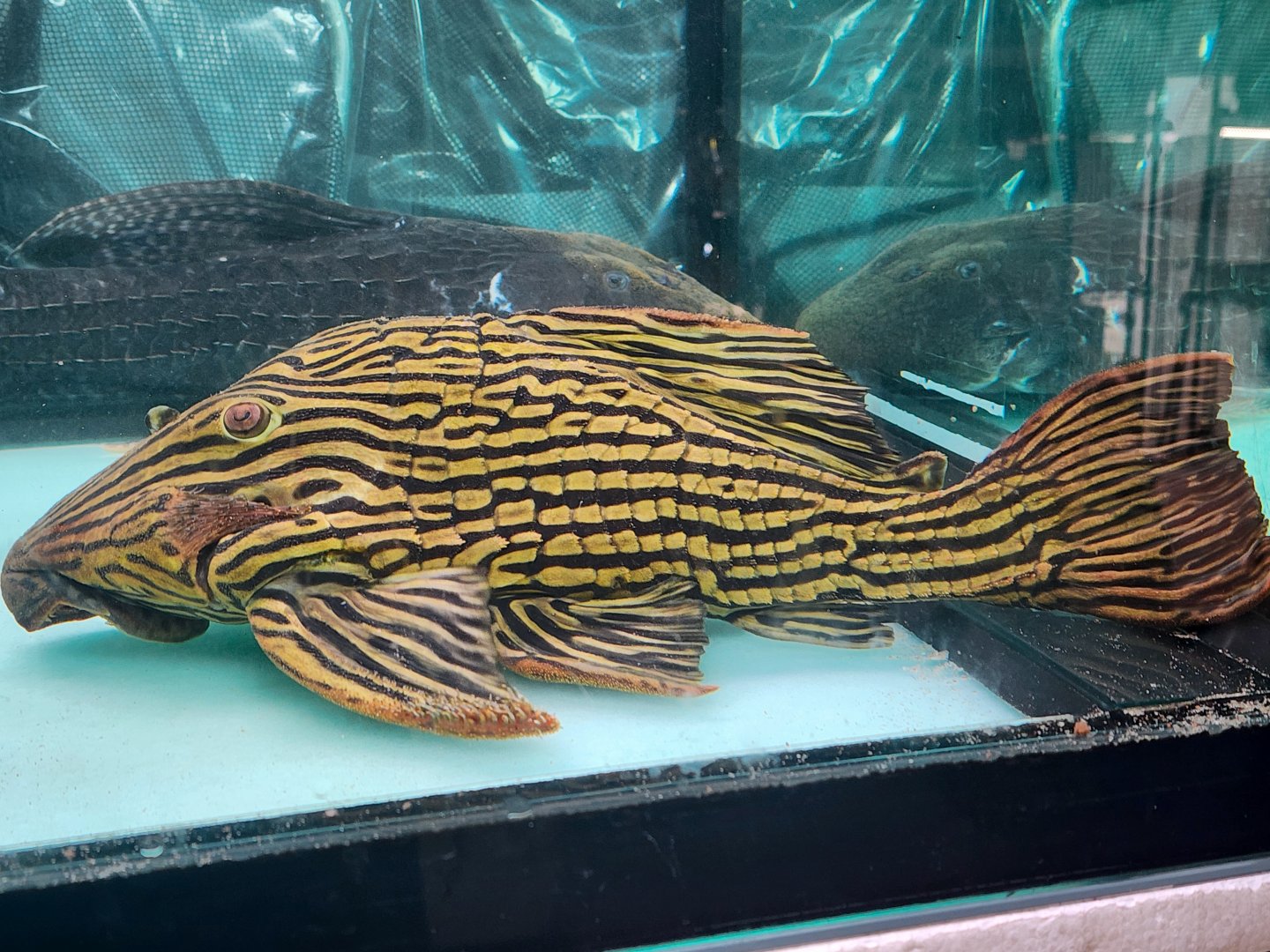 Xingu Royal Pleco, L027B (Panaque armbrusteri)