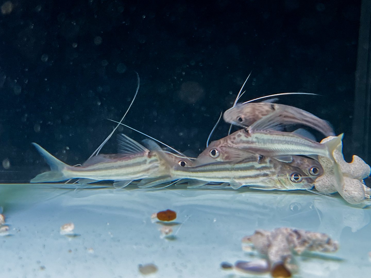 Xingu Zebra Pim (Pimelodus tetramerus)
