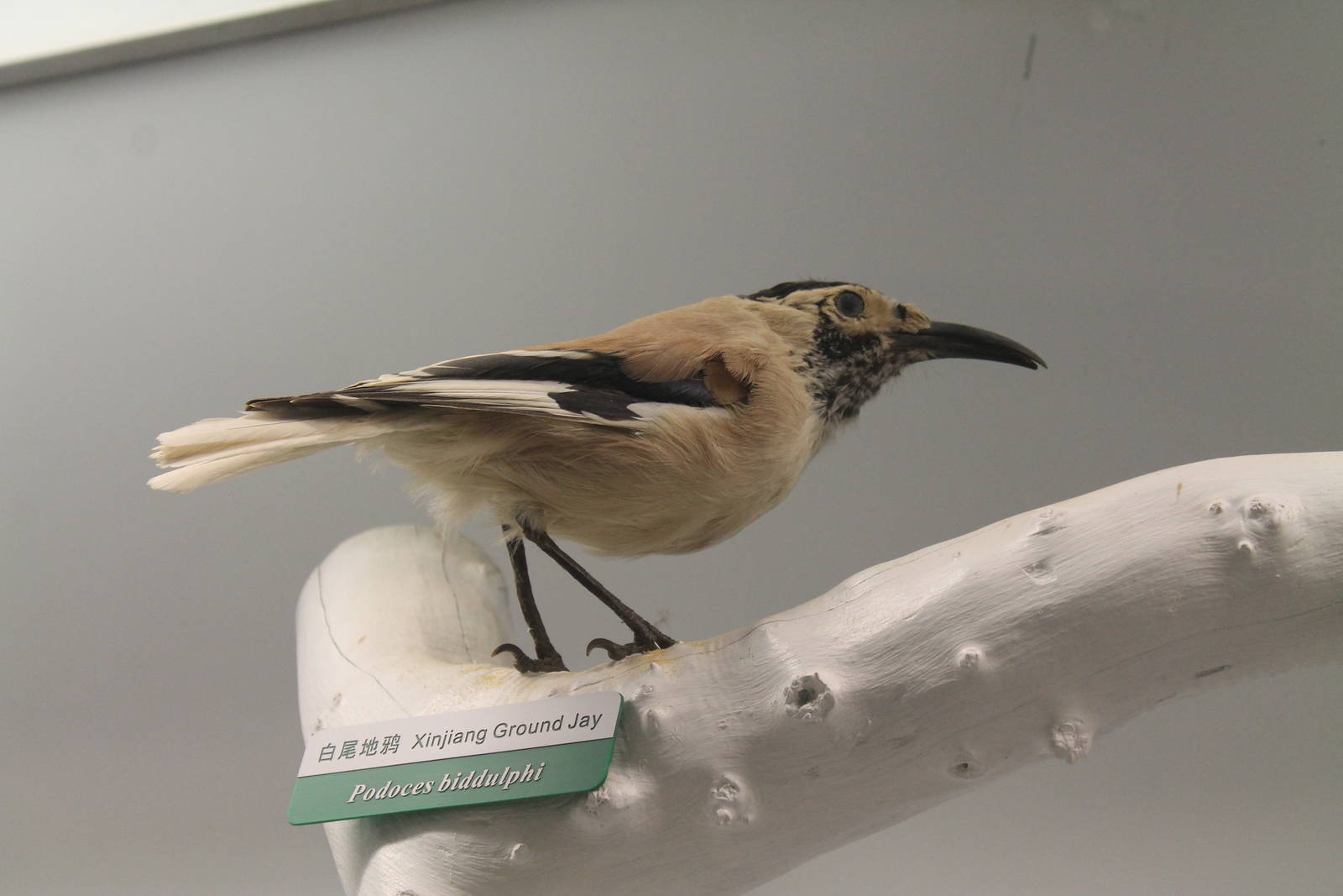 Xinjiang Ground Jay (Podoces biddulphi)