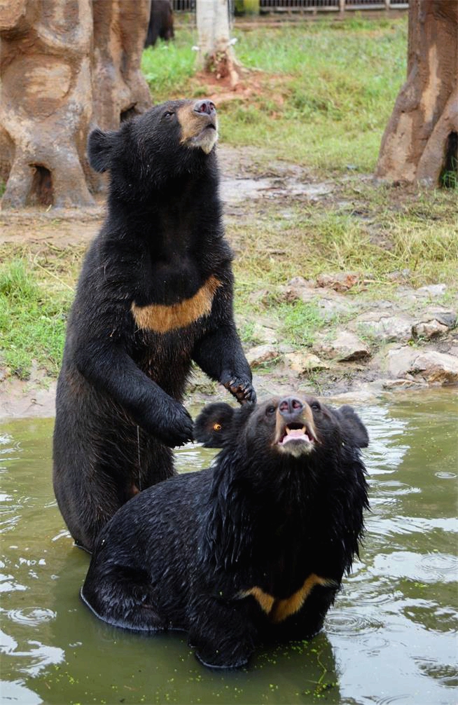 Xiongsen animal world - Asiatic black bear