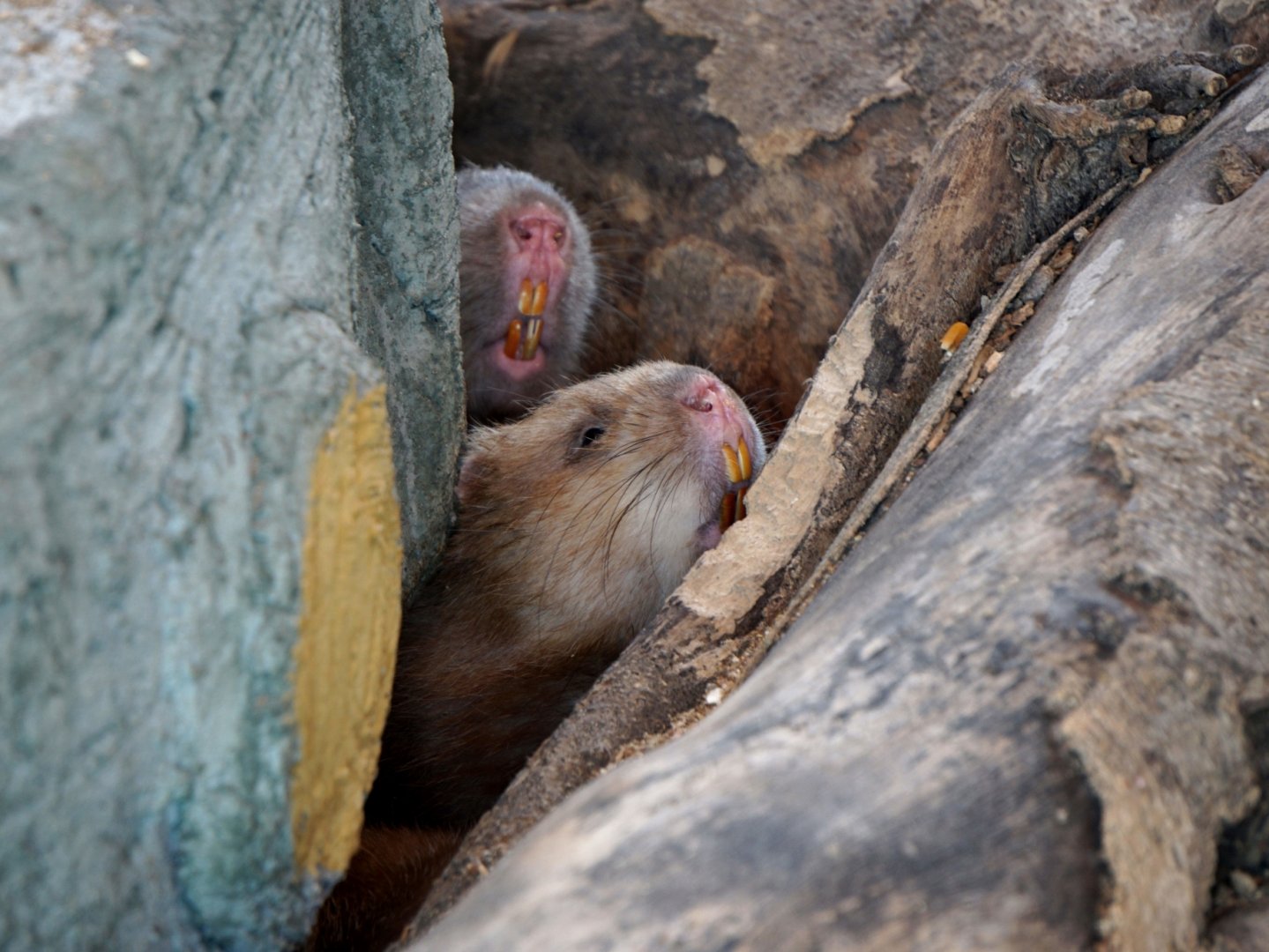 Xiongsen animal world - Bamboo rat