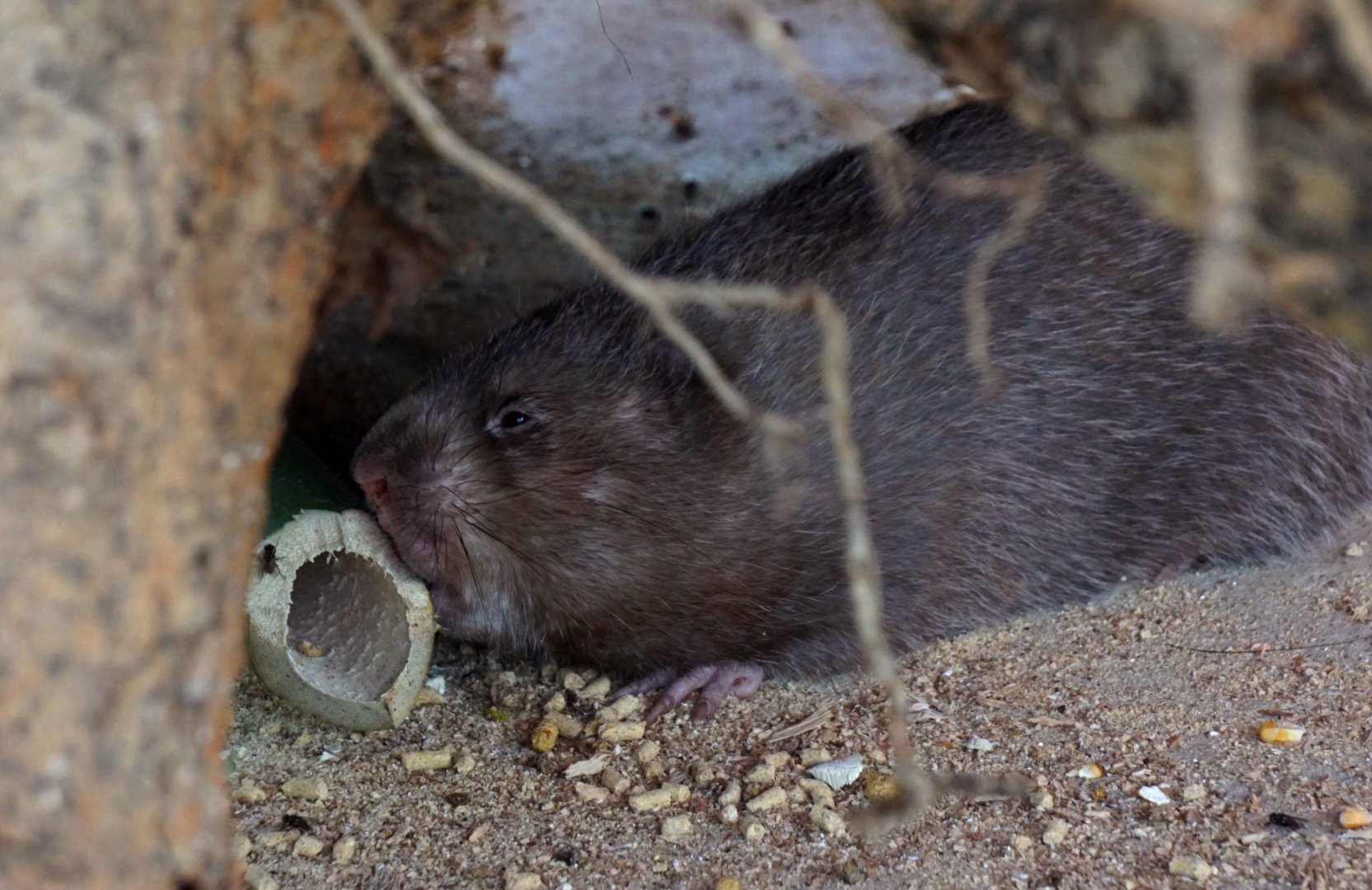 Xiongsen animal world - Bamboo rat