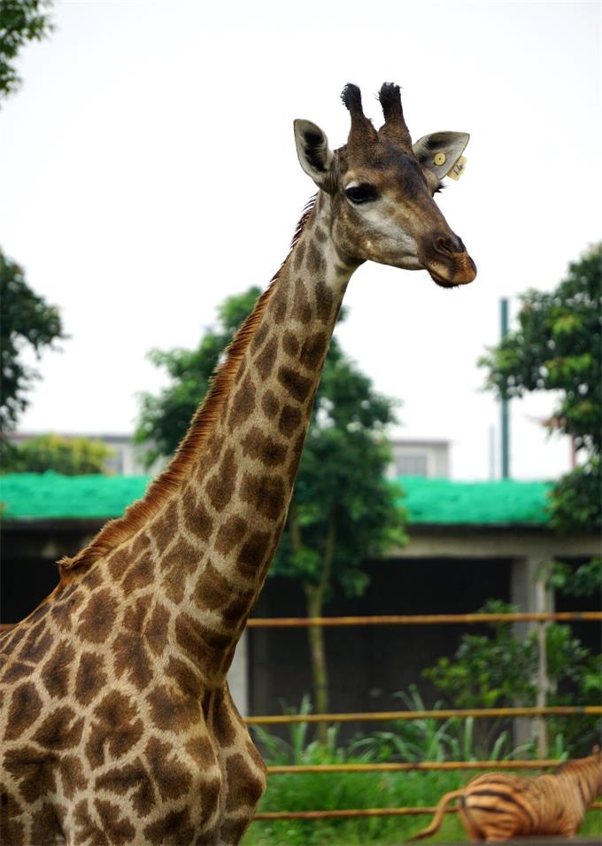 Xiongsen animal world - Giraffe
