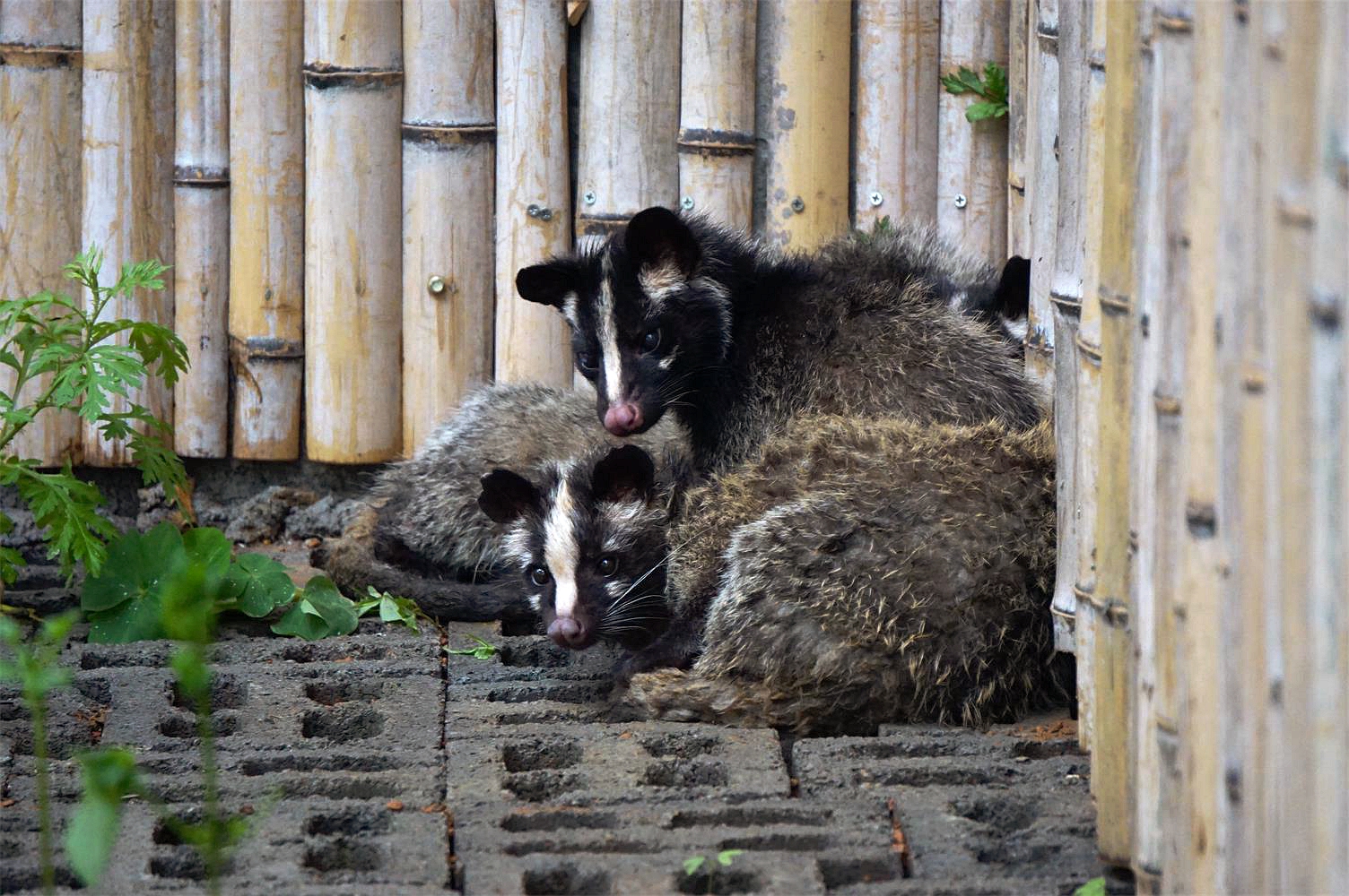Xiongsen animal world - Masked palm civet
