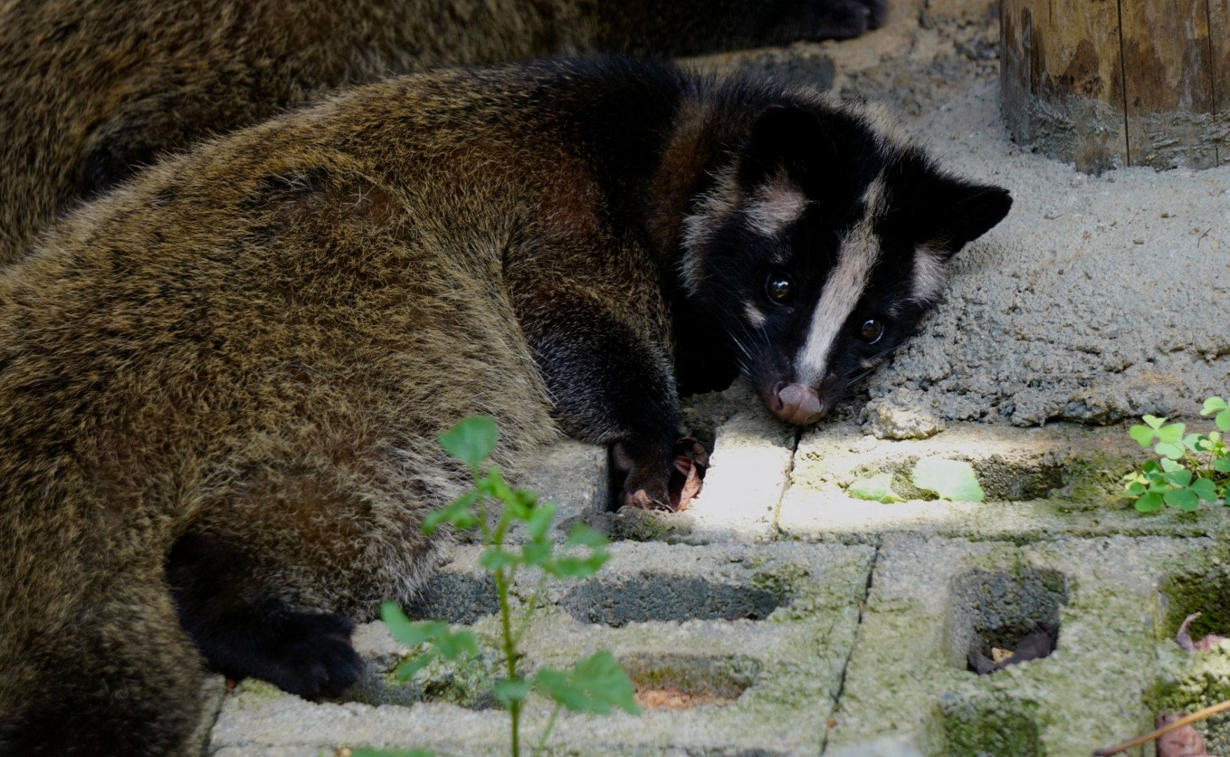 Xiongsen animal world - Masked palm civet