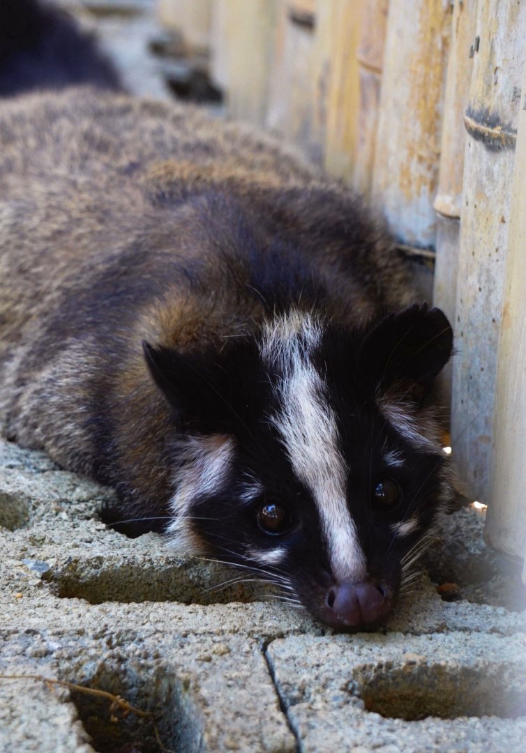 Xiongsen animal world - Masked palm civet
