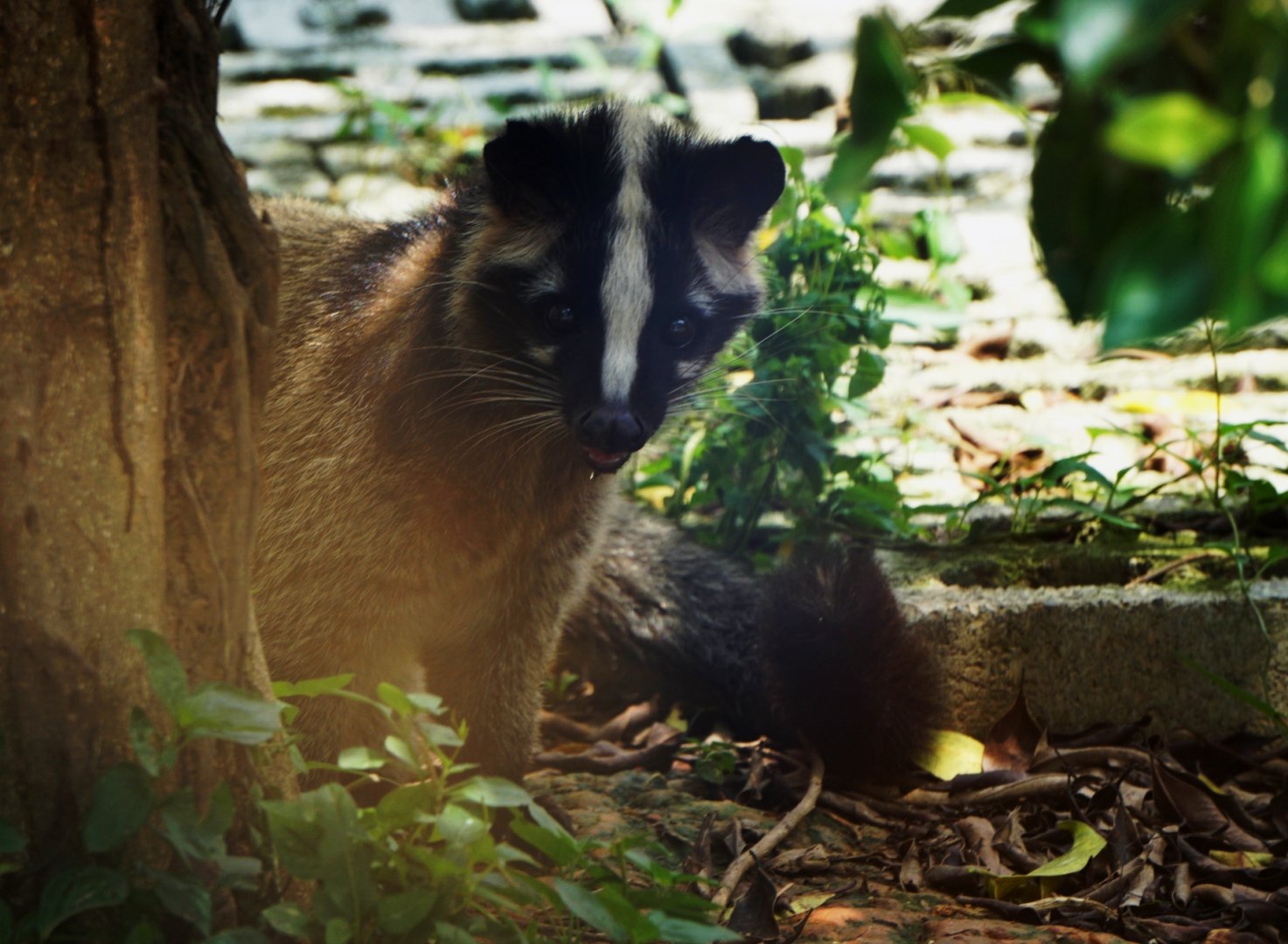 Xiongsen animal world - Masked palm civet