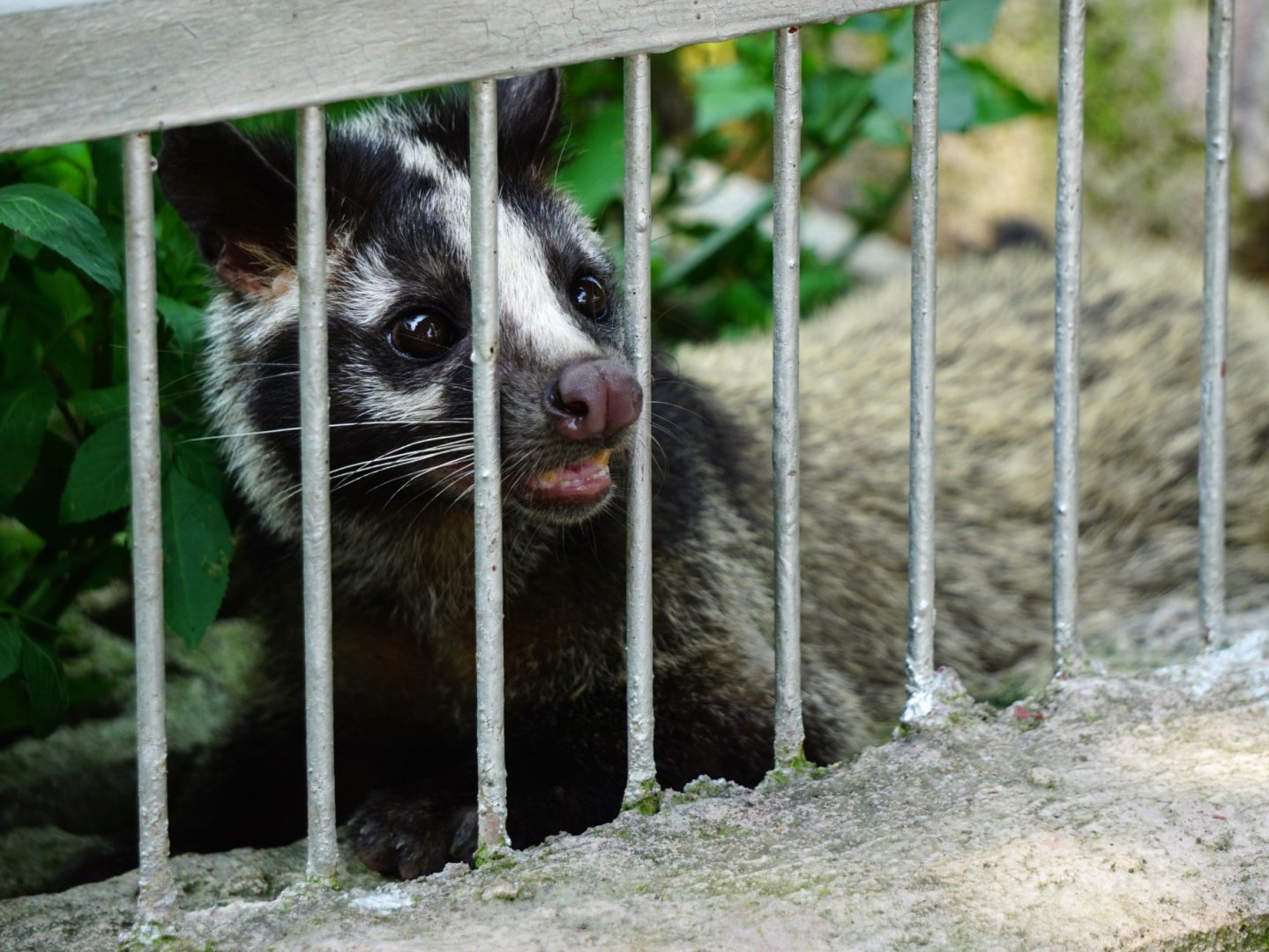Xiongsen animal world - Masked palm civet