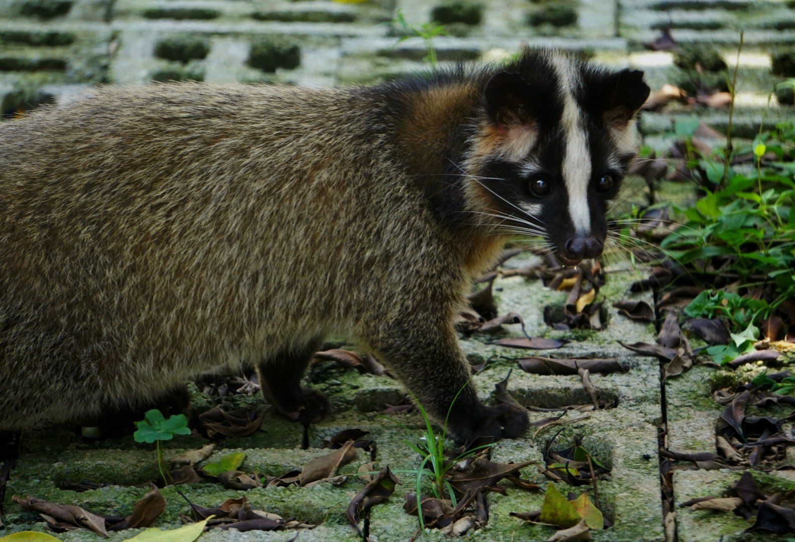 Xiongsen animal world - Masked palm civet