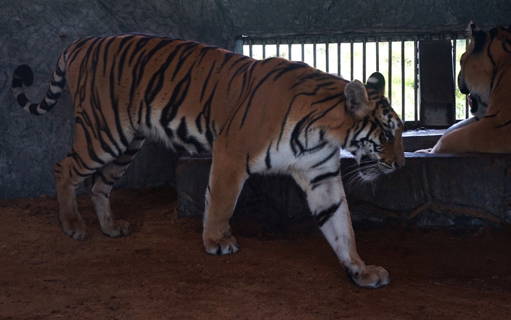 Xiongsen animal world - South China tiger?