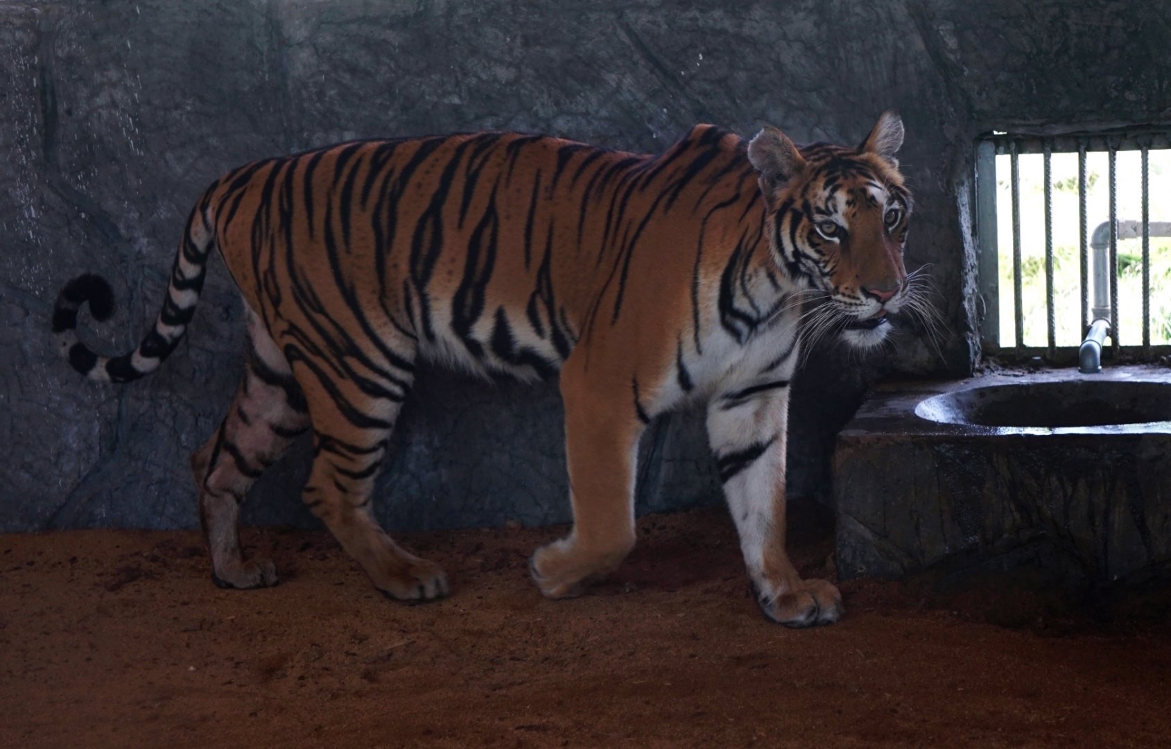 Xiongsen animal world - South China tiger?